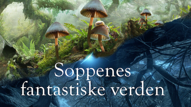 Soppenes fantastiske verden